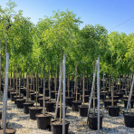 Sofora japonská (Sophora japonica) PENDULA - výška 200-250 cm, obvod kmeňa 8/10 cm, kont. C30L 